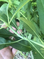 Helianthus verticillatus