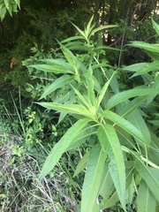 Helianthus verticillatus