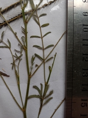 Swainsona procumbens