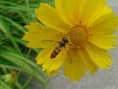 Episyrphus balteatus