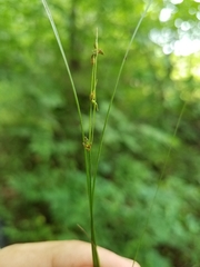 Carex radiata