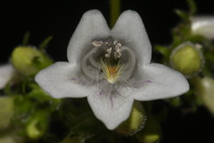 Penstemon alluviorum