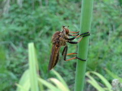 Cophinopoda