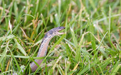 Clonophis kirtlandii