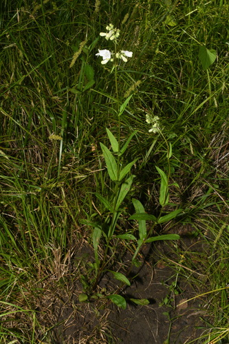 Image of Penstemon alluviorum by (c) Brian Finzel, some rights reserved (CC BY-SA)