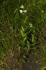 Penstemon alluviorum