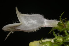 Penstemon alluviorum