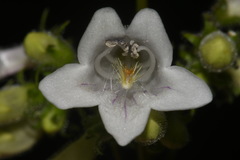 Penstemon alluviorum