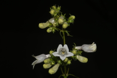 Penstemon alluviorum