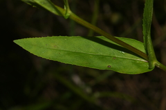 Penstemon alluviorum