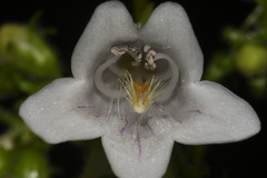 Penstemon alluviorum