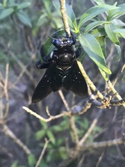 Biluna