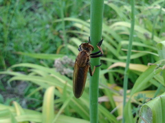 Cophinopoda