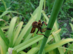 Cophinopoda