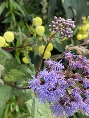 Aristeguietia lamiifolia