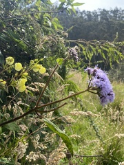 Aristeguietia lamiifolia