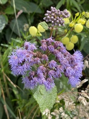 Aristeguietia lamiifolia