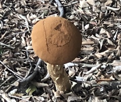 Battarrea phalloides