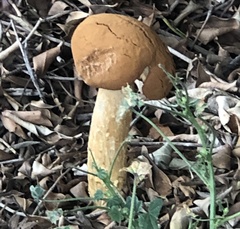 Battarrea phalloides
