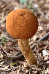 Battarrea phalloides