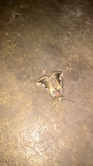 Didugua argentilinea