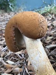 Battarrea phalloides