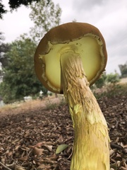 Battarrea phalloides