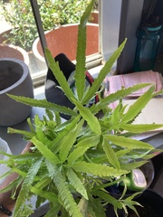 Pteris cretica
