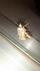 Didugua argentilinea