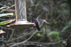 Coeligena helianthea