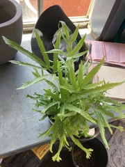 Pteris cretica