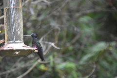 Coeligena helianthea