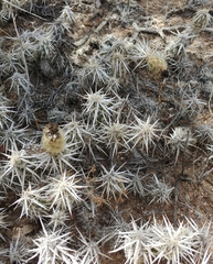 Grusonia clavata