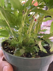 Pteris cretica