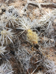 Grusonia clavata