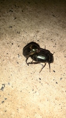 Paranomala cincta