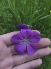 Geranium oreganum