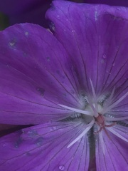 Geranium oreganum