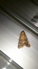Condicinae