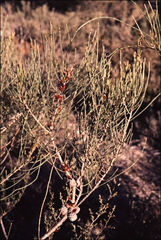 Allocasuarina pusilla
