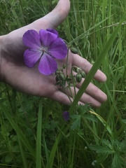 Geranium oreganum