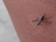 Aedes taeniorhynchus