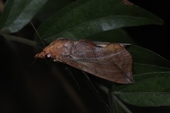 Oraesia emarginata