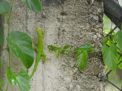 Anolis callainus