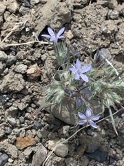 Eriastrum wilcoxii