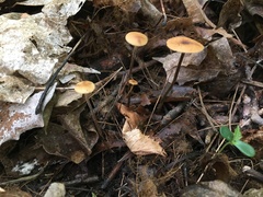 Rhizomarasmius