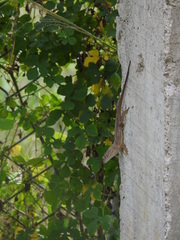 Anolis hispaniolae