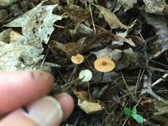 Rhizomarasmius