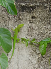 Anolis callainus