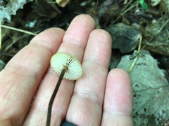 Rhizomarasmius